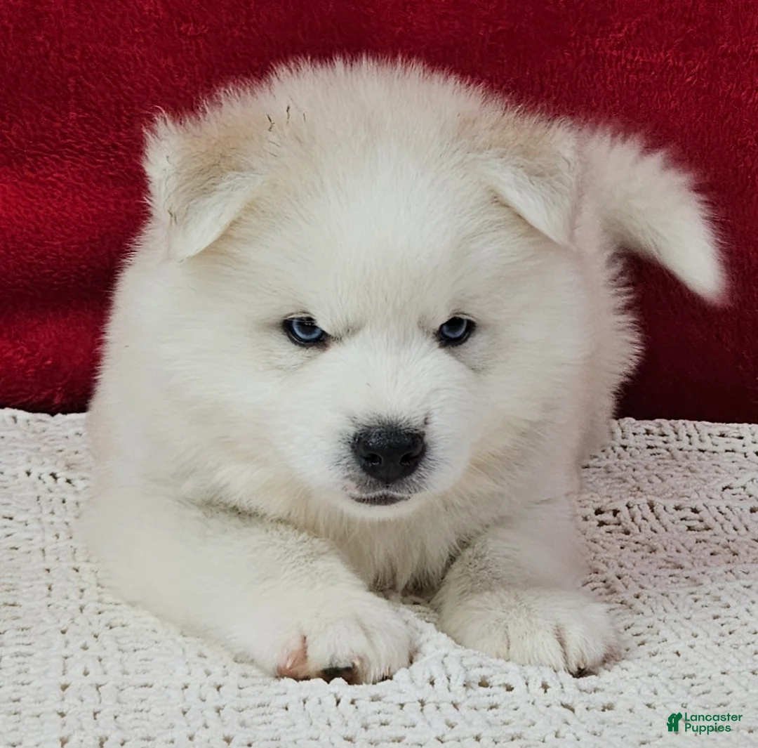 Pomsky dogs for sale: Shiloh - Ad 3