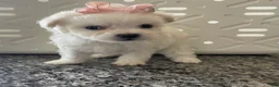 Miniature Poodle dogs for sale: Miniature Poodle 3 - Ad 8