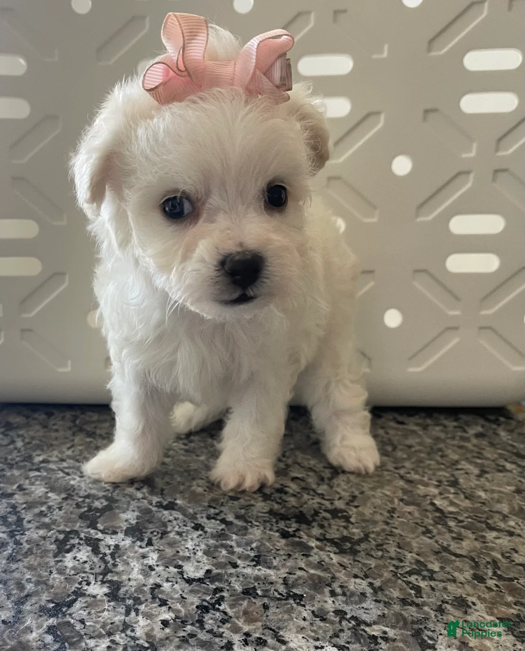 Miniature Poodle dogs for sale: Miniature Poodle 3 - Ad 8