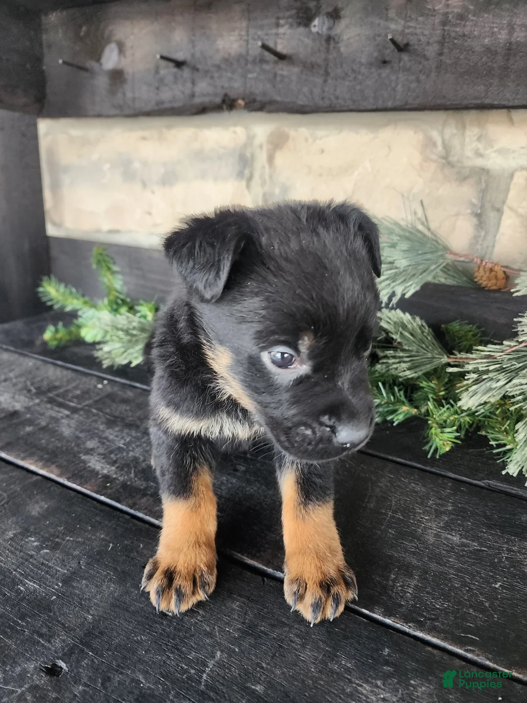 Mixed Breed dogs for sale: Rusty - Ad 7
