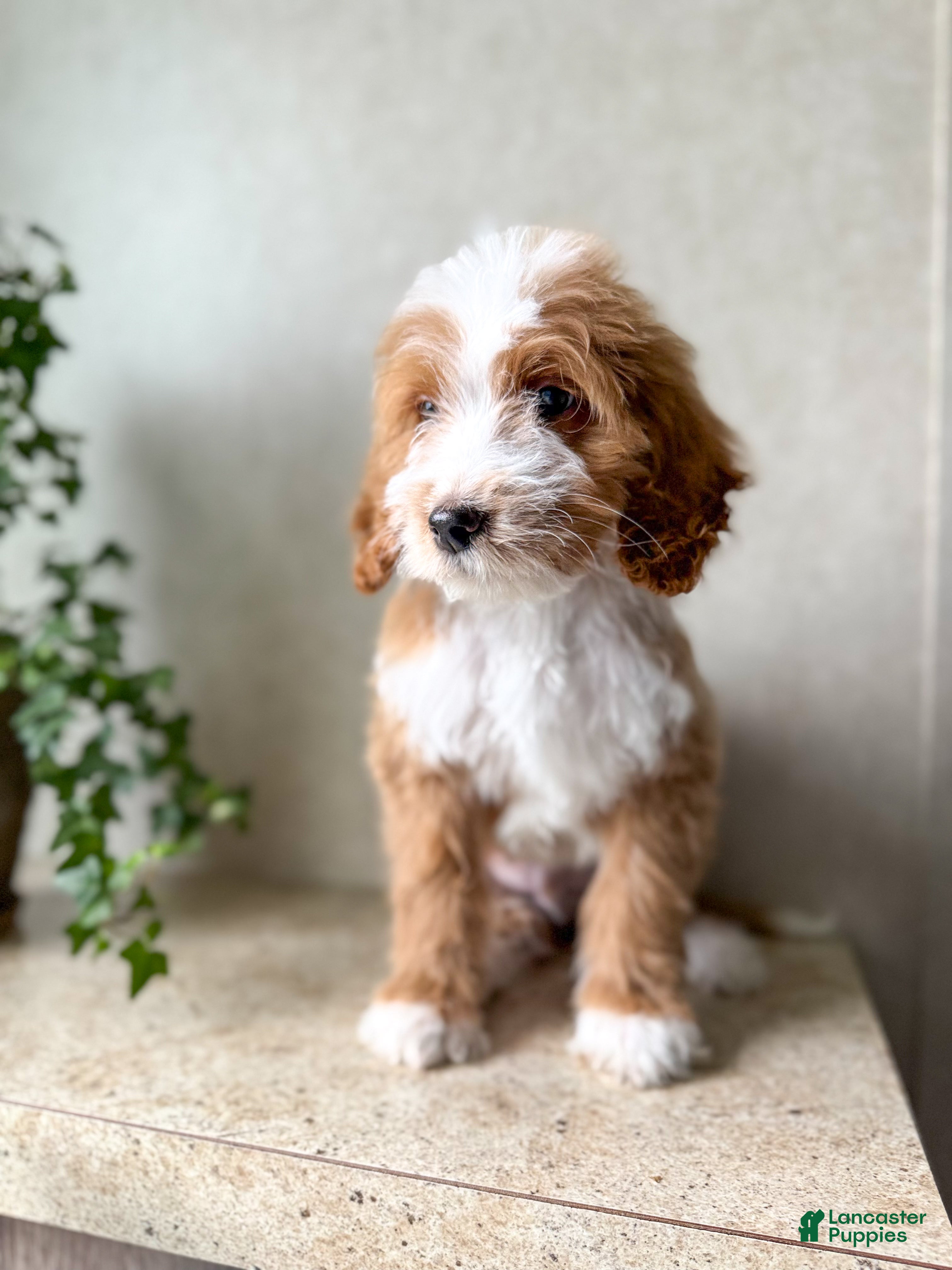 Goldendoodle dogs Rowan - Ad 1