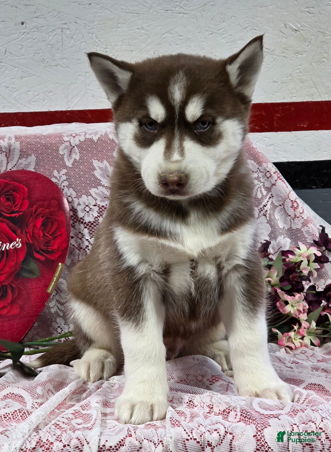 Siberian Husky dogs for sale: Karter - Ad 5