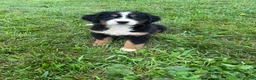 Bernese Mountain Dog dogs for sale: Paisley - Ad 22