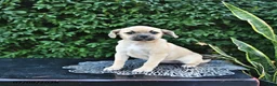 Mixed Breed dogs for sale: Cookie - Ad 3