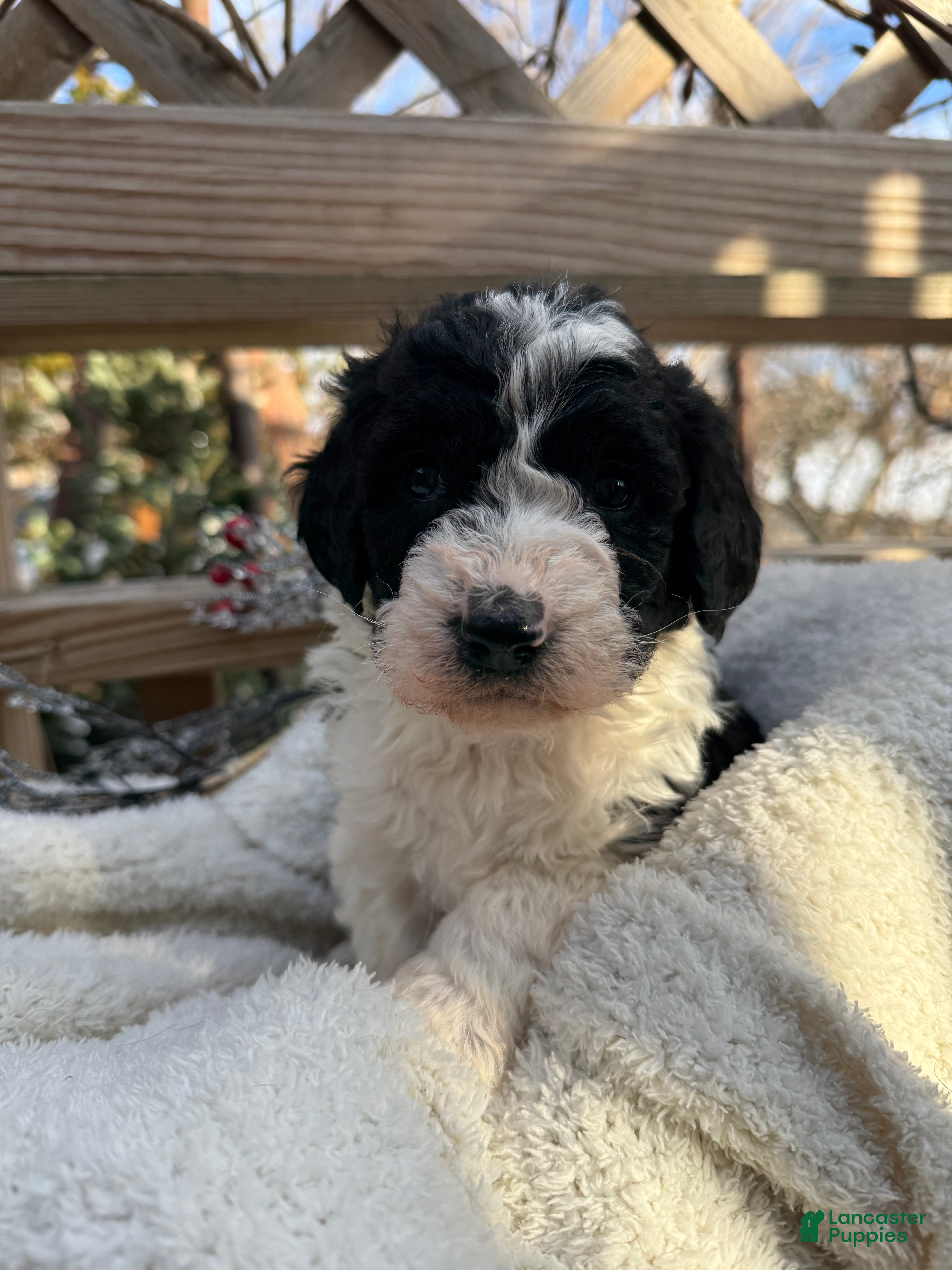 Mixed Breed dogs Sarah - Ad 2