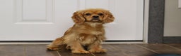 Miniature Golden Retriever dogs for sale: Olivia - Ad 10