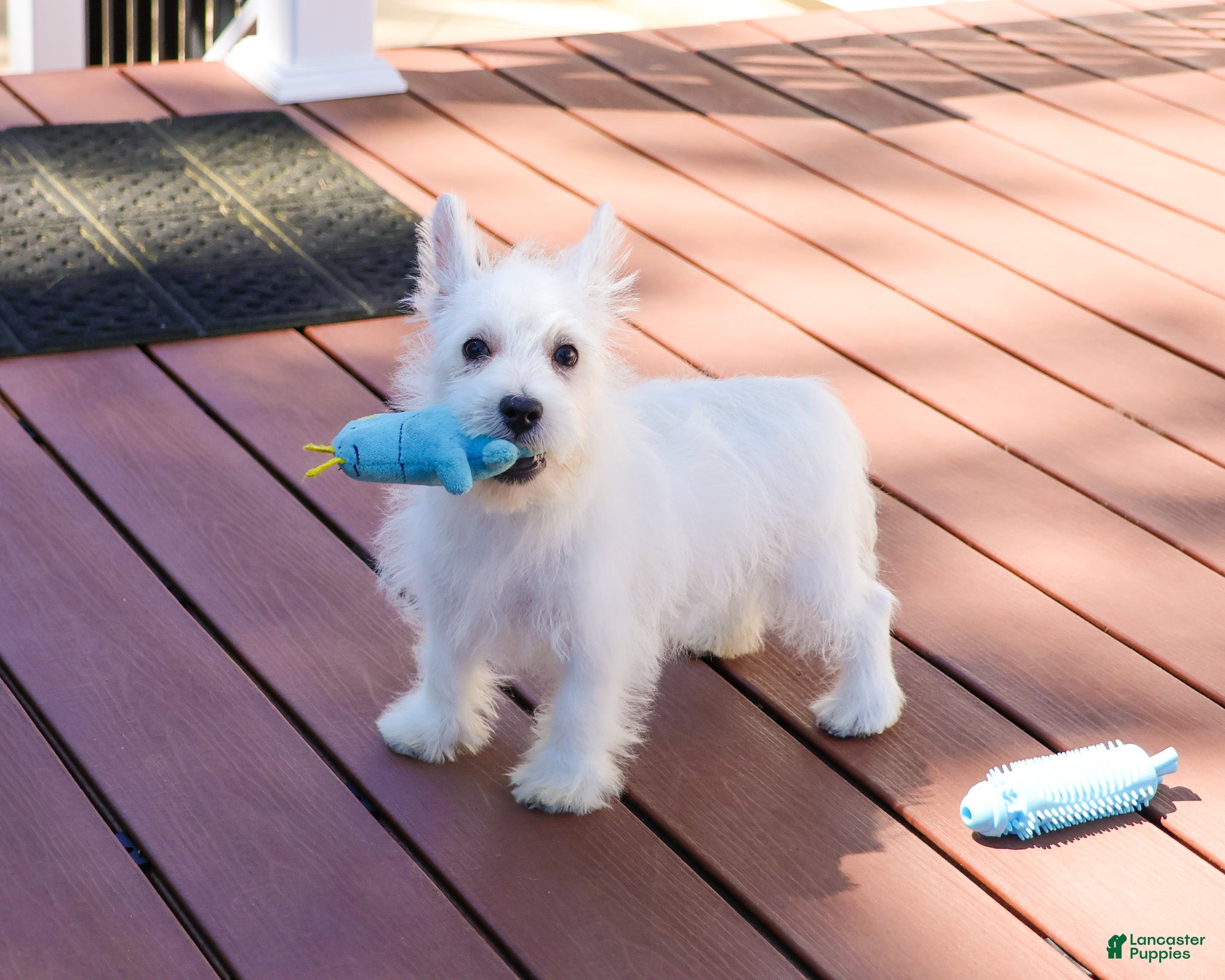 West Highland Terrier dogs Oscar  - Ad 31