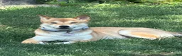 Shiba Inu dogs for sale: Ceaser - Ad 2