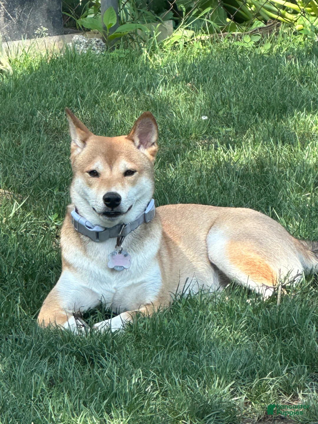 Shiba Inu dogs for sale: Ceaser - Ad 2
