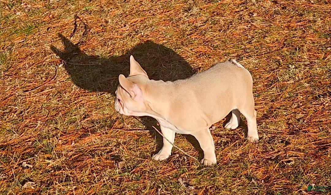 French Bulldog dogs for sale: French Bulldog Puppy 5 - Ad 2