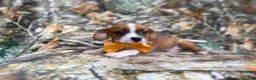 Mixed Breed dogs for sale: Denver - Ad 6