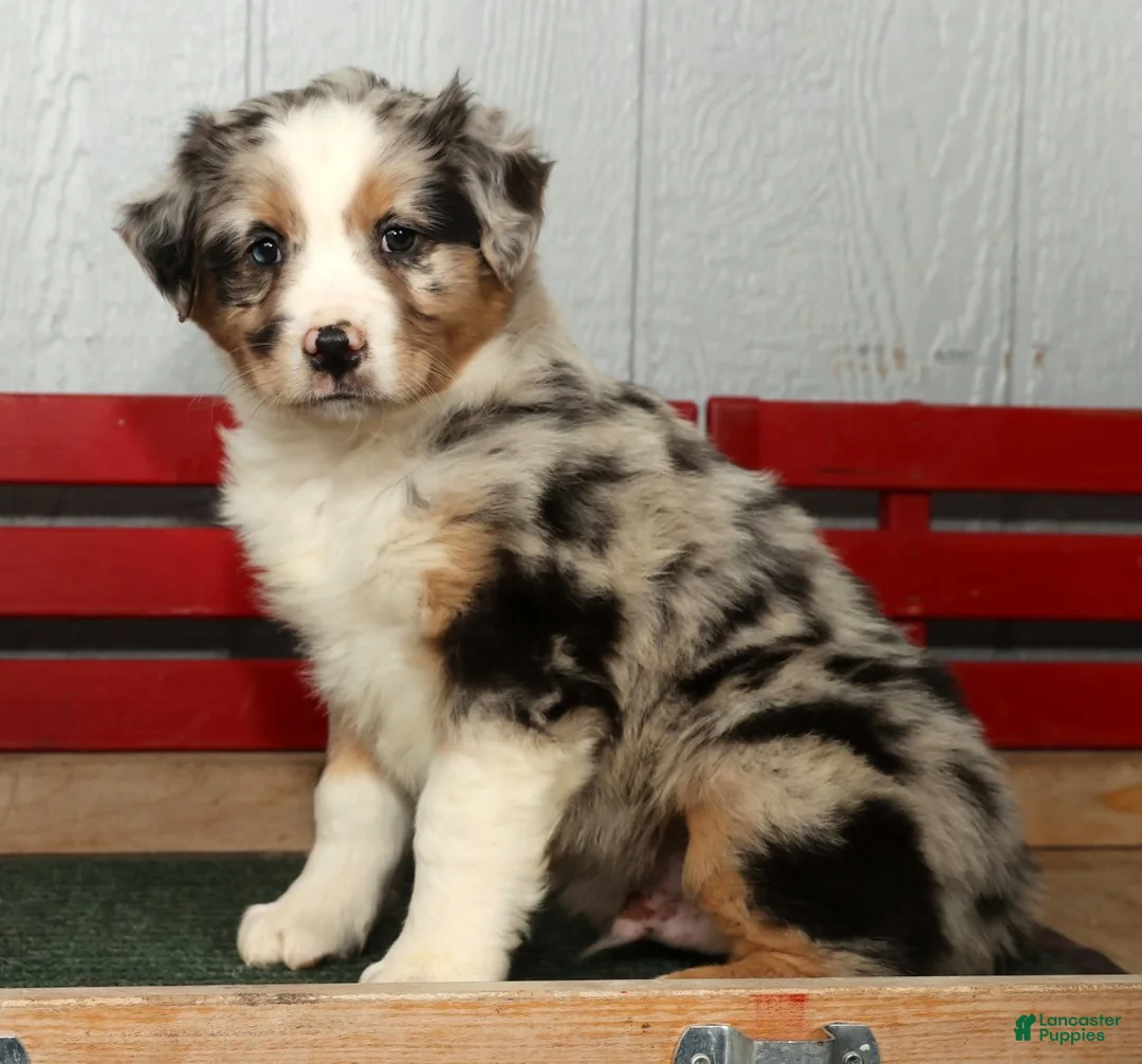 Australian Shepherd dogs for sale: Frank - Ad 3