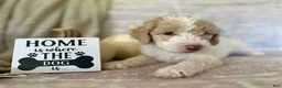 Goldendoodle dogs for sale: Jade 🩵 - Ad 9