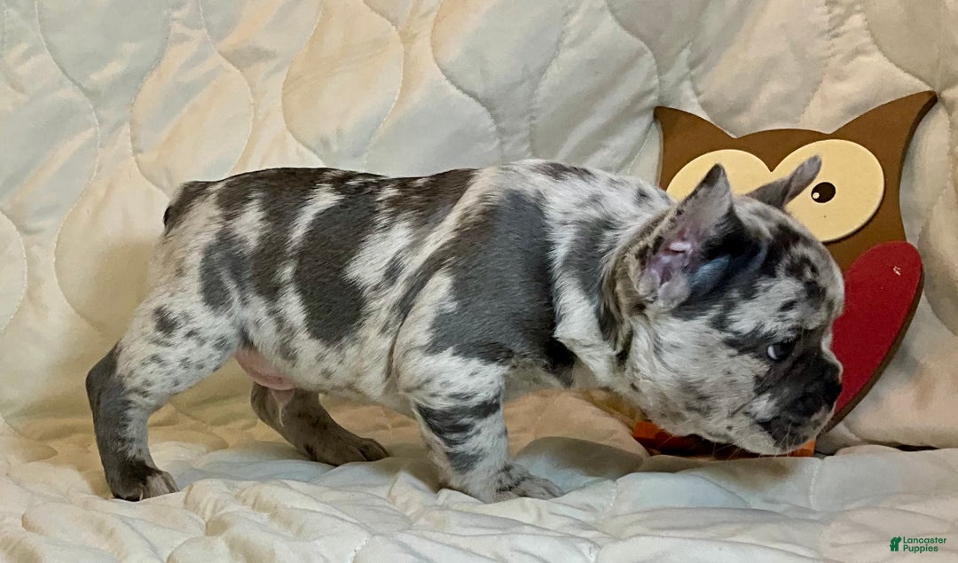 French Bulldog dogs for sale: Tracker - Ad 12