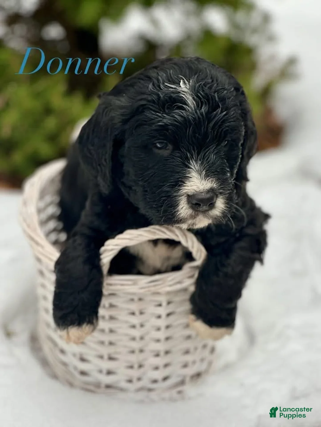 Mixed Breed dogs for sale: Donner (Golden Mountain Doodle) - Ad 1