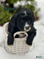 Donner (Golden Mountain Doodle)