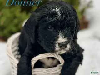 Mixed Breed dogs Donner (Golden Mountain Doodle) - Ad 42