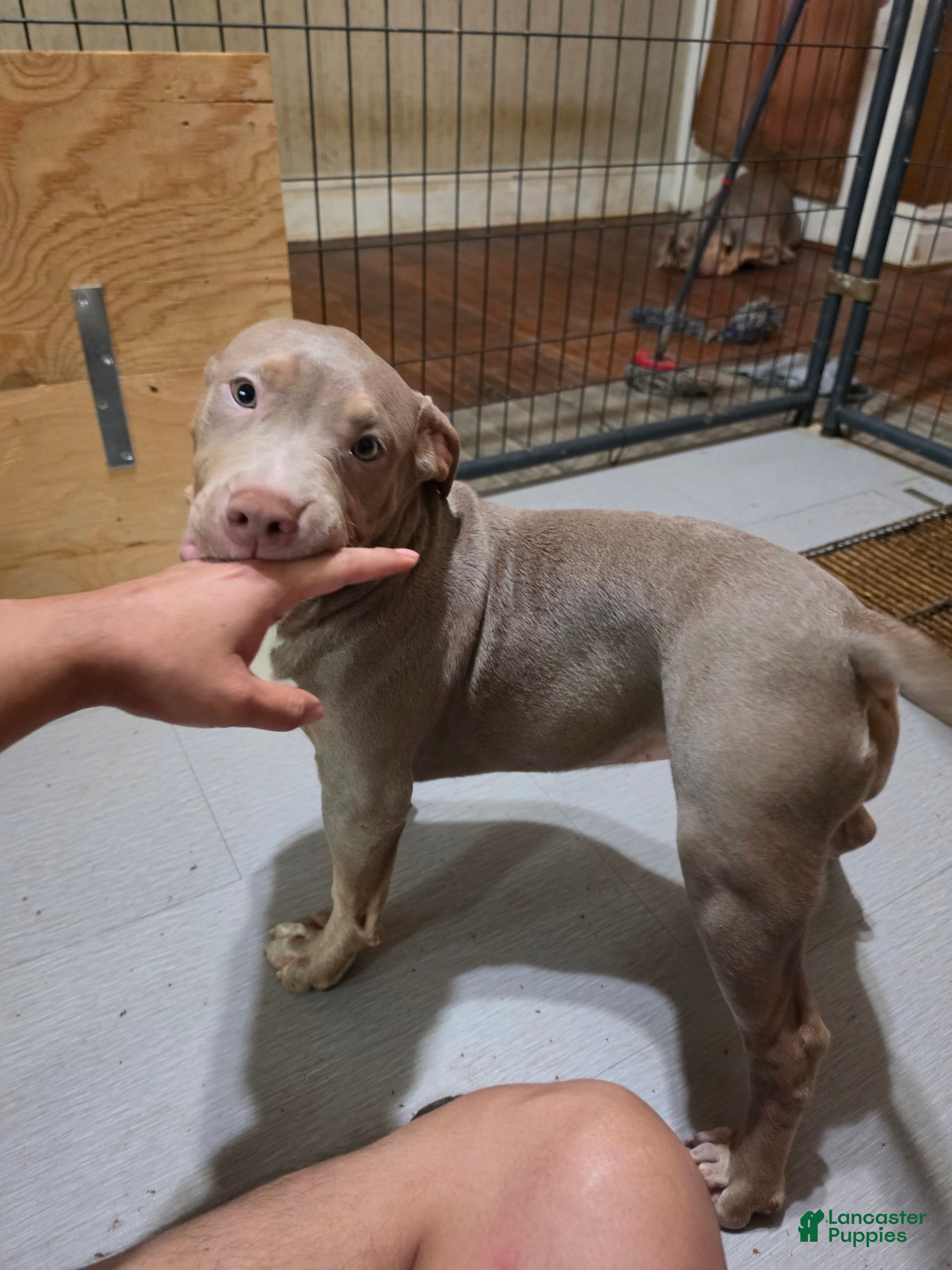 American Bully dogs American Bully 5 female - Ad 1