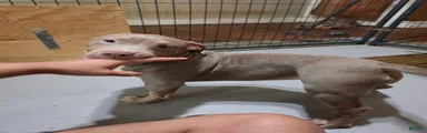 American Bully 5 female