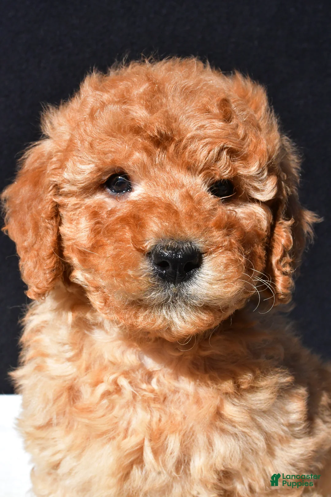 Mini Goldendoodle dogs for sale: Bo - Ad 1