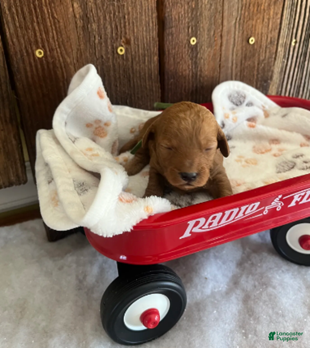 Mini Goldendoodle dogs for sale: Muffin - Ad 5