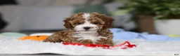Cavapoo dogs for sale: Theo - Ad 5