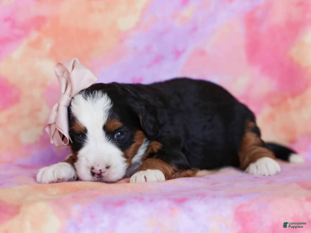 Mini Bernedoodle dogs Molly - Ad 10