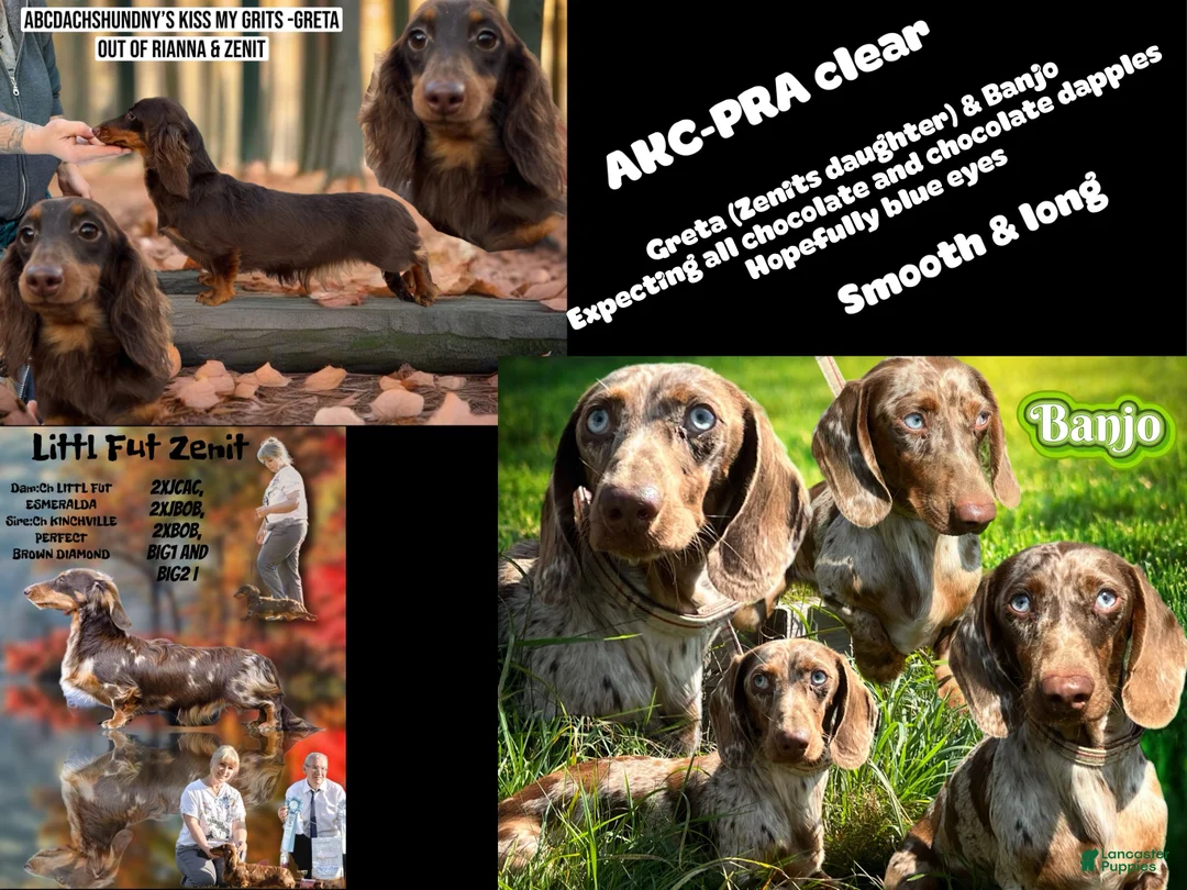 Miniature Dachshund dogs for sale: Chocolate dapple Russian Akc  - Ad 5