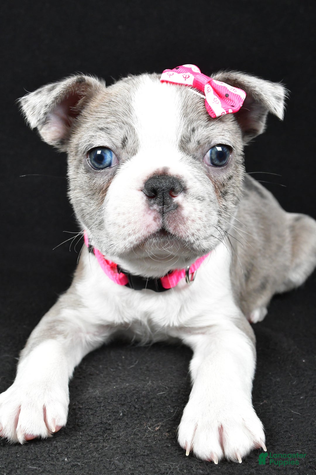 Boston Terrier dogs for sale: Holly - Ad 2