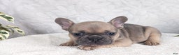 French Bulldog dogs for sale: Sparkle - Ad 3