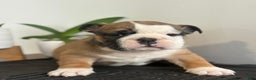 English Bulldog dogs for sale: Chester - Ad 7