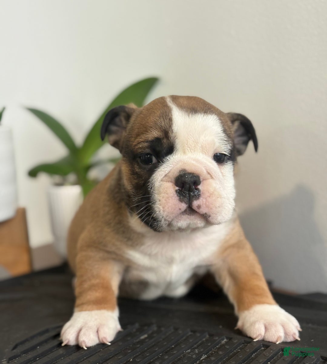 English Bulldog dogs for sale: Chester - Ad 7