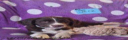 English Springer Spaniel dogs for sale: Jack  - Ad 3