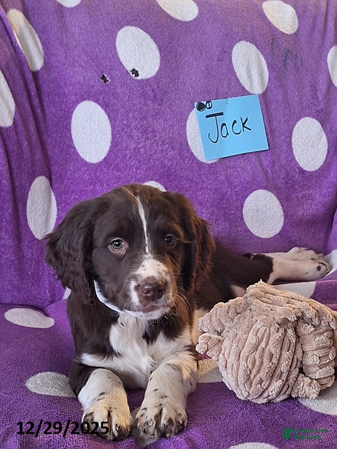 English Springer Spaniel dogs for sale: Jack  - Ad 3