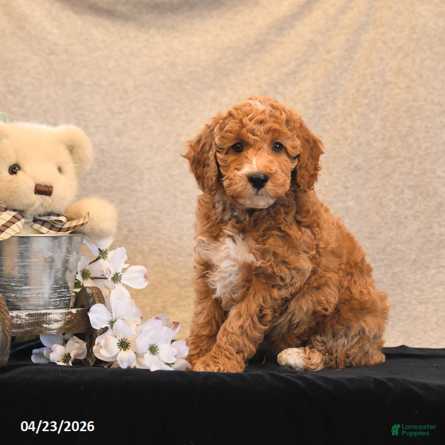 Miniature Poodle dogs Parfait - Ad 1