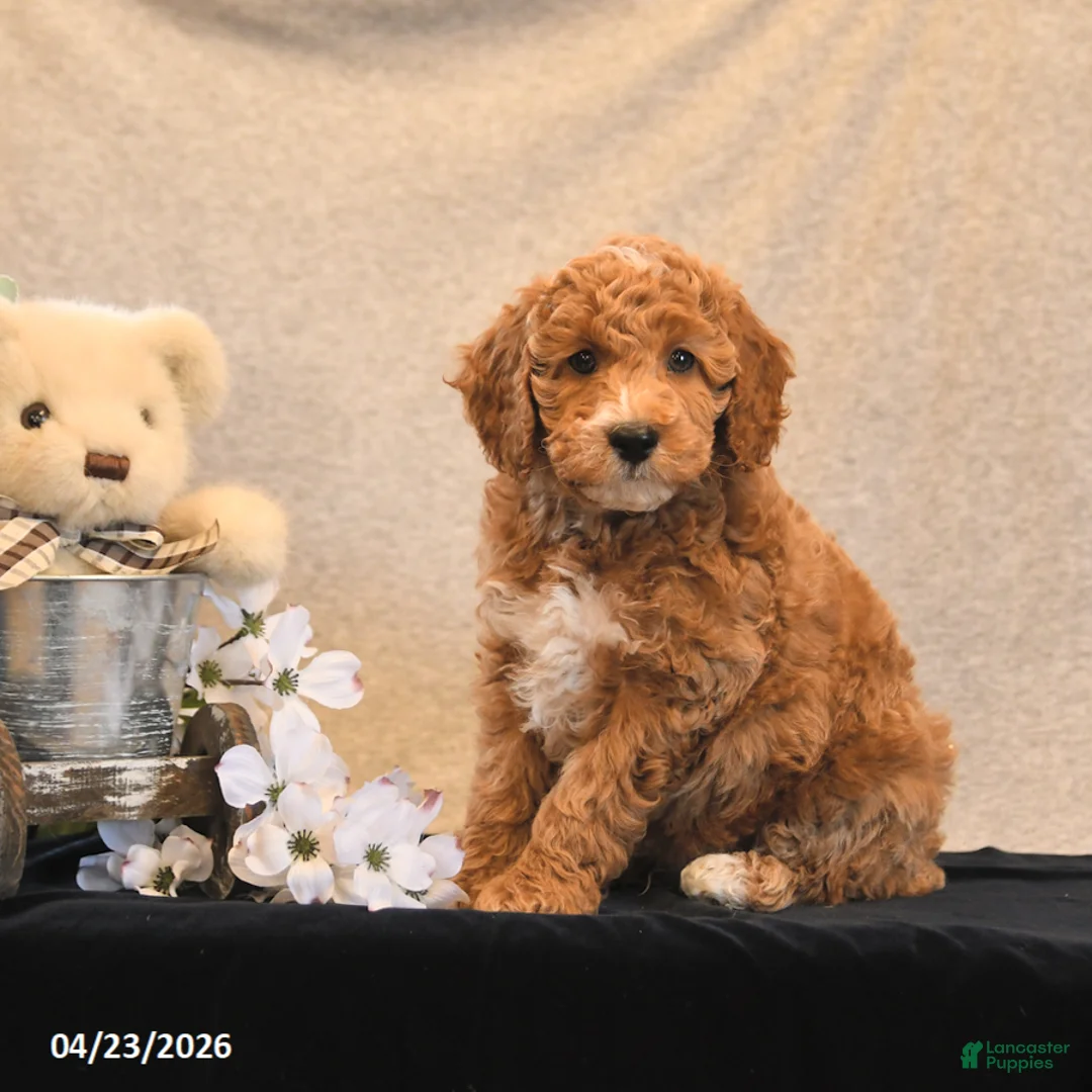 Miniature Poodle dogs for sale: Parfait - Ad 1