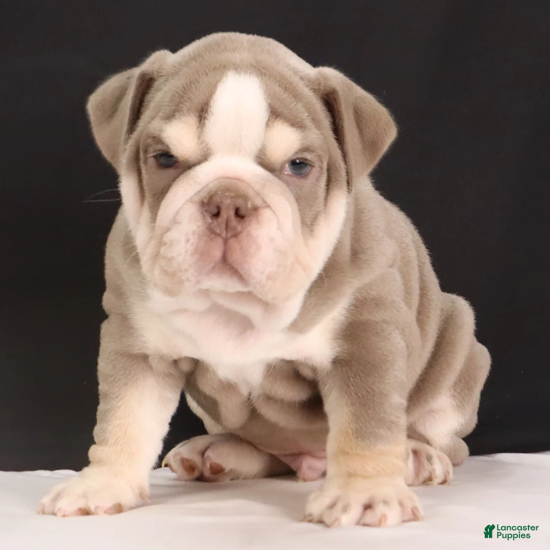 English Bulldog dogs for sale:  Titus - Ad 7