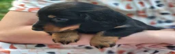 Miniature Dachshund dogs for sale: Benny - Ad 2