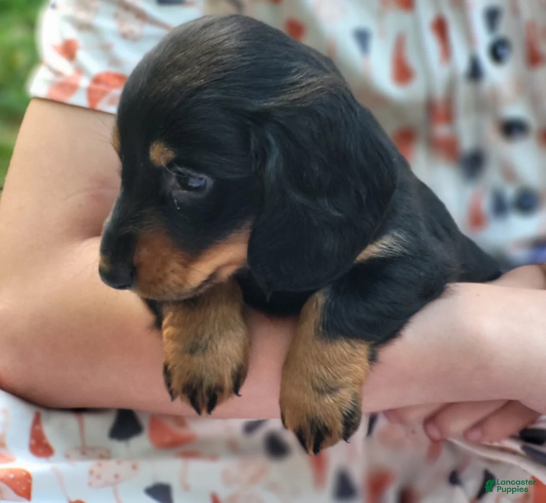 Miniature Dachshund dogs for sale: Benny - Ad 2