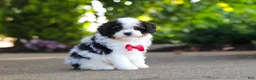 Cavapoo dogs for sale: Leo - Ad 4