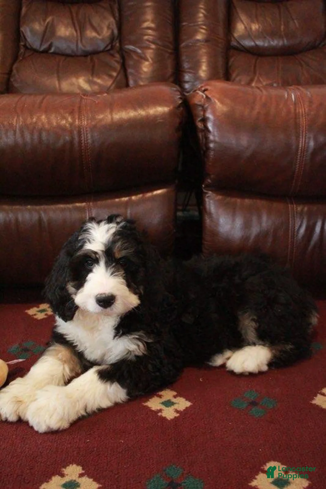 Bernedoodle dogs for sale: Remi - Ad 3
