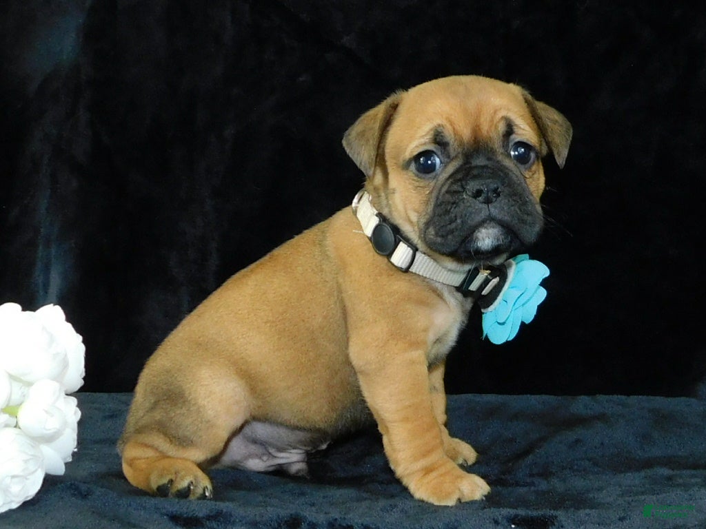 Mixed Breed dogs Charlie - Ad 1