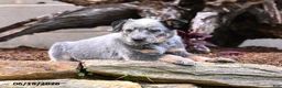 Australian Cattle Dog dogs for sale: Archie - Ad 8