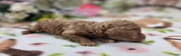 Cockapoo dogs for sale: Girdle - Ad 6