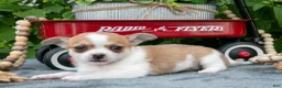 Chihuahua dogs for sale: Reeses - Ad 3