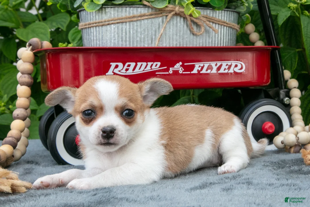 Chihuahua dogs for sale: Reeses - Ad 3