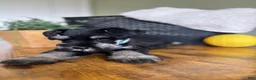 Miniature Schnauzer dogs for sale: Titan - Ad 20