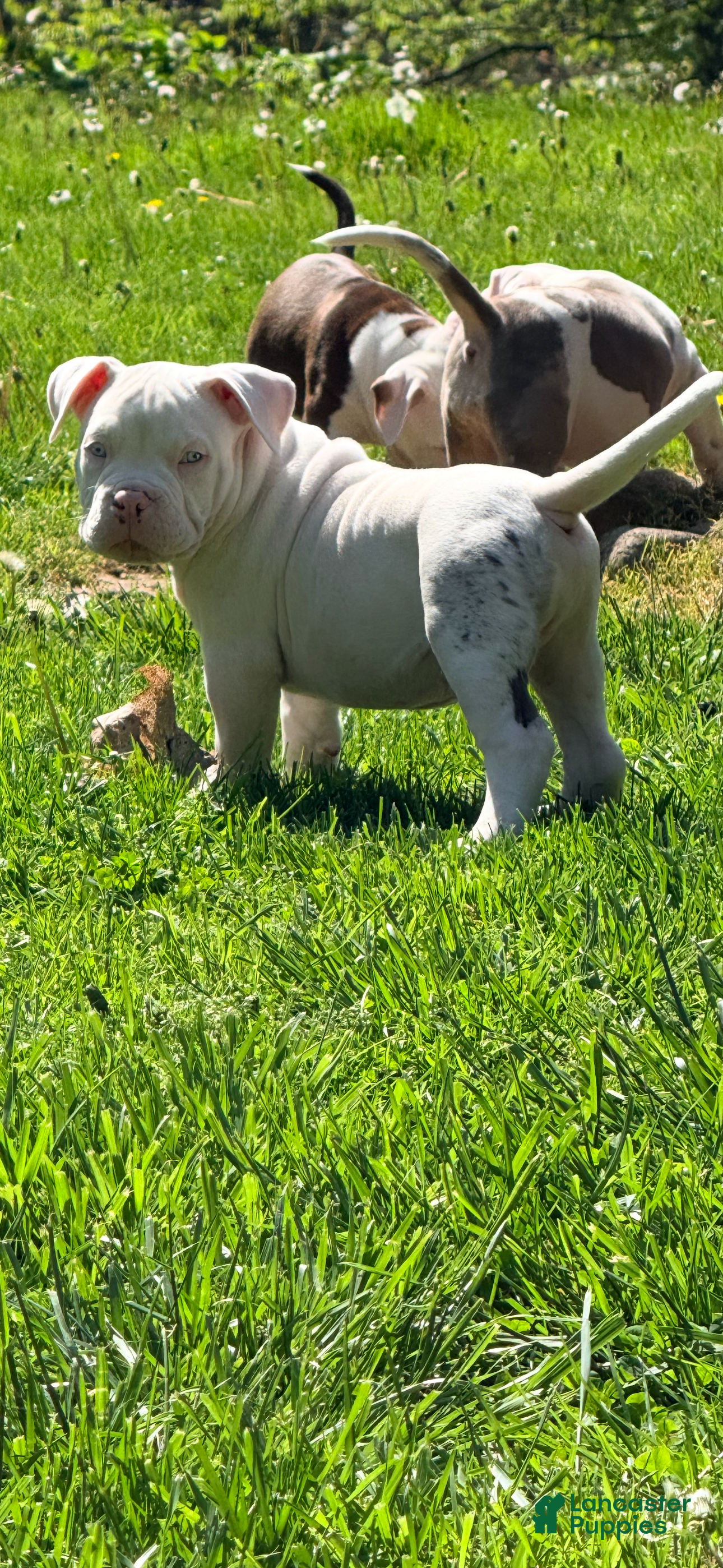 American Bully dogs for sale: Kai, pocket Bully Puppy 2 - Ad 1