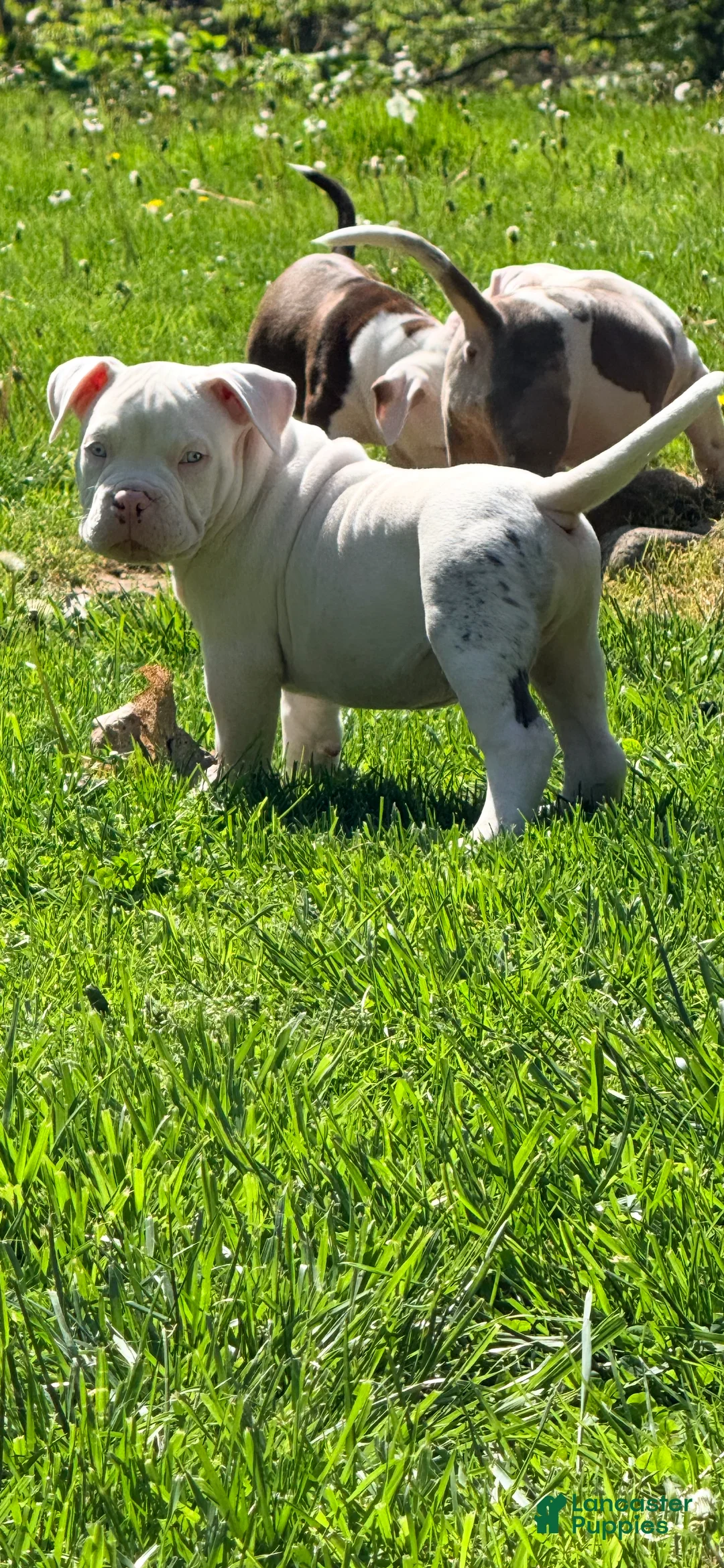 American Bully dogs for sale: Kai, pocket Bully Puppy 2 - Ad 1