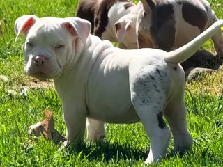 American Bully dogs for sale: Kai, pocket Bully Puppy 2 - Ad 1
